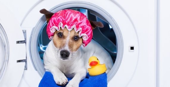 Things To Check When You Wash Your Dog