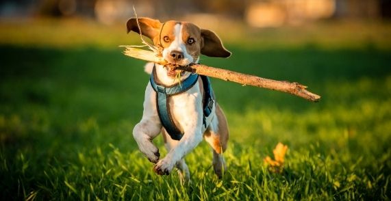 Do Beagles Need A Lot Of Exercise