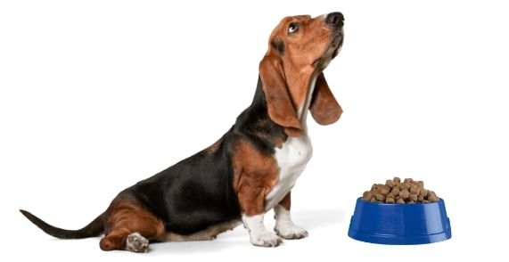 How Much Should a Basset Hound Puppy Eat