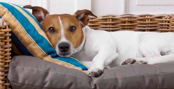 7 Best Orthopedic Beds For Dogs With Arthritis & Hip ...