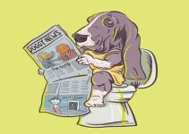 Are Basset Hounds Hard To Potty Train?
