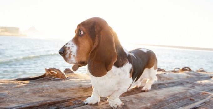 Basset Hound Contemplating Going Into Water