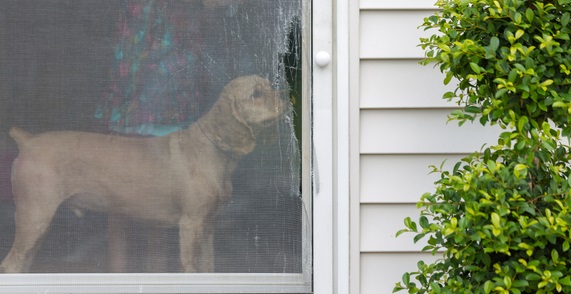 Dog Looking Through Scratched Screen Door