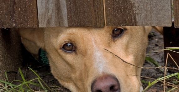 Dog Looking Under Fence