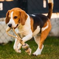 Beagle Dog With Rope Toy