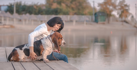 Basset Hound Owner Encouraging Thier Dog Near Water