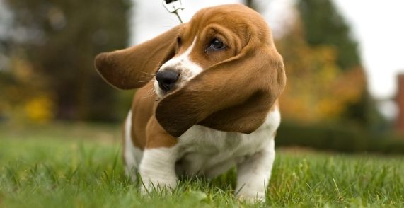 Basset With Long Ears