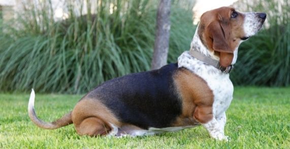 When Do Basset Hounds Stop Growing