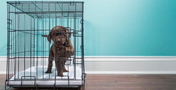 dog standing inside crate