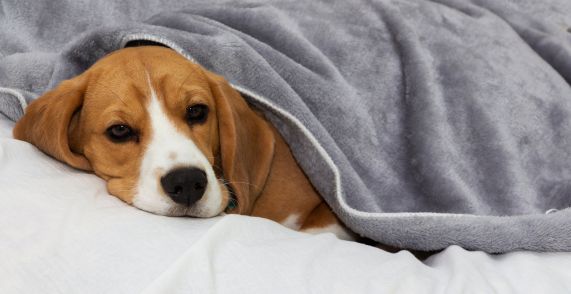 dog under heat blanket