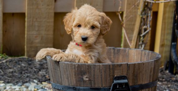 f1b goldendoodle puppy