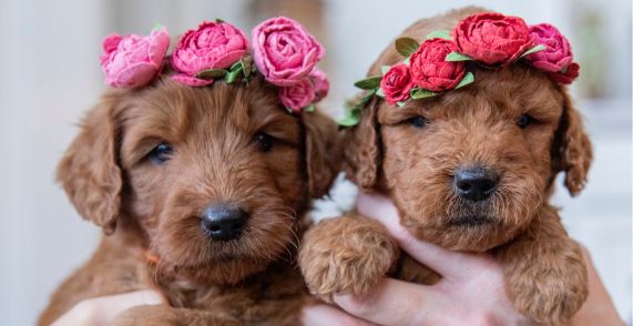 person holding goldendoodle puppies