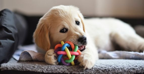 puppy with favorite toy